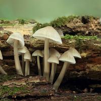 unknown fungi 3 